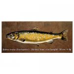 Forel Schildering particulier 0.40 x 1.20 meter