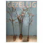  <p>Magnolia takken</p>
<p>€ 10,00 p/s VERHUUR</p>
<p>5 bloemen / 160 x 40 cm (lxb) / zijde</p>