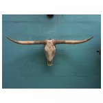bison gewei <p>€ 45,00 VERHUUR</p>
<p>1 stuk / 125 x 45 cm (lxb)</p>