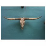 bison gewei <p>€ 45,00 VERHUUR</p>
<p>1 stuk / 125 x 45 cm (lxb)</p>